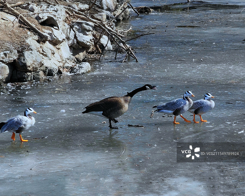 动物园水禽湖里  在冰面上行走的黑雁和斑头雁图片素材