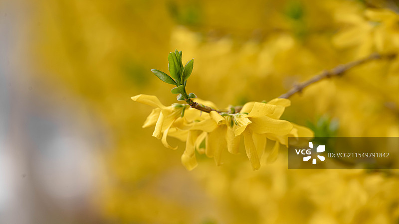迎春花图片素材