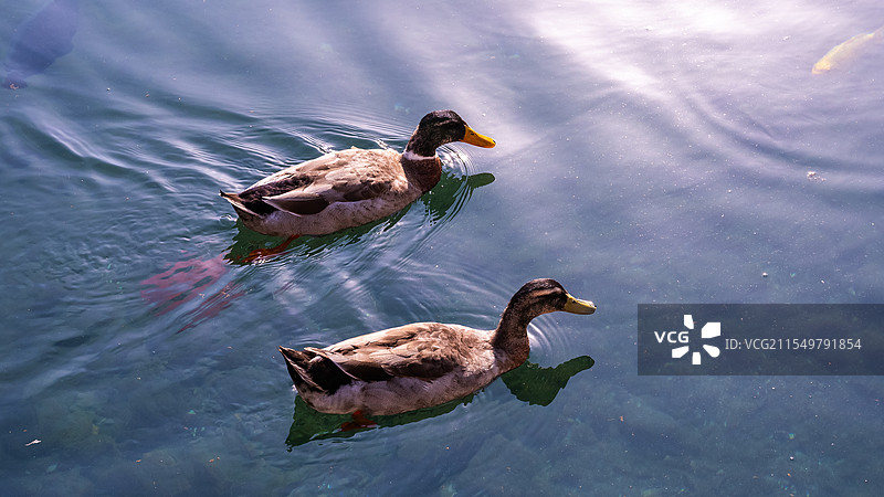 绿头鸭图片素材