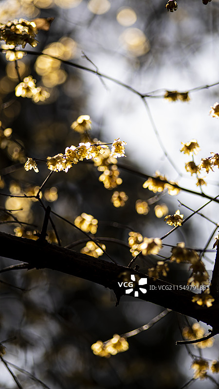 西安大兴善寺拍到的佛光腊梅图片素材