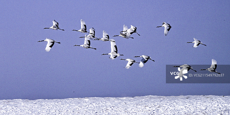 丹顶鹤 野化训飞图片素材