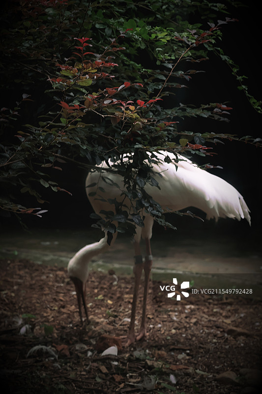 南京红山森林动物园的鸟，丹顶鹤图片素材