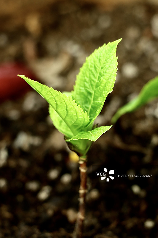 春日发芽的绣球花 绿叶图片素材