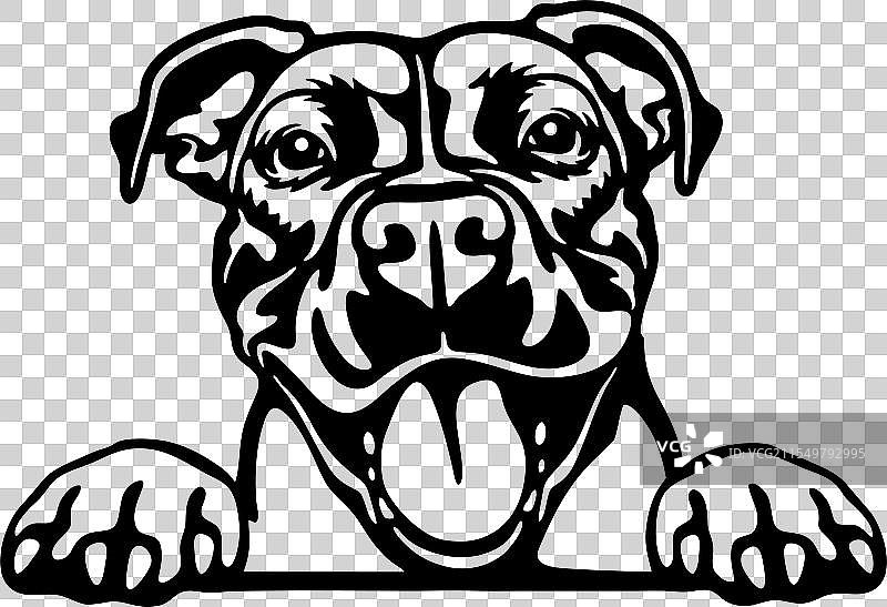 美国斗牛犬 - 偷看的小狗品种 - 宠物图片素材