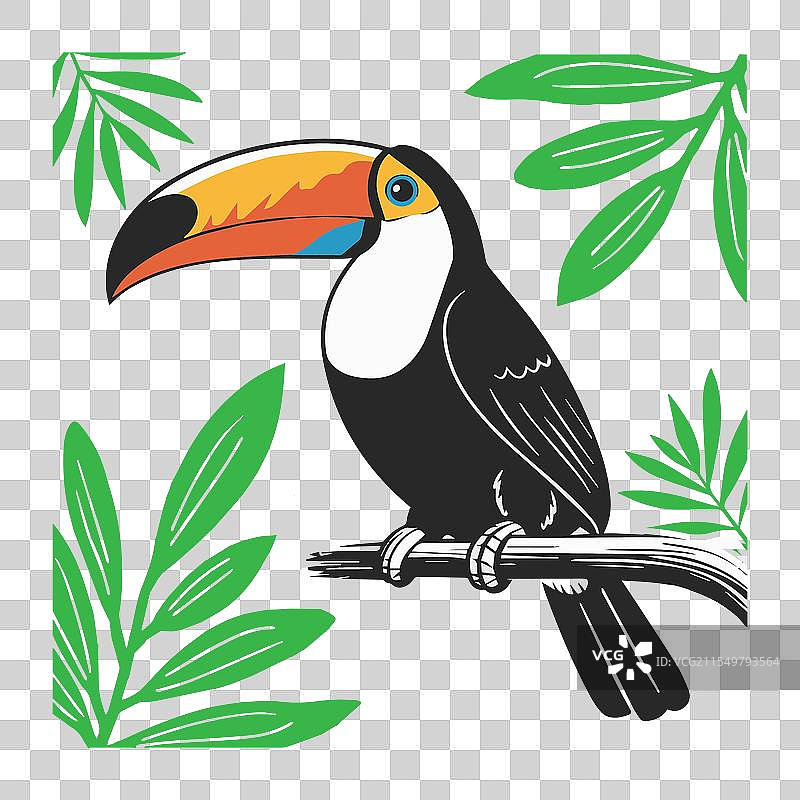 五彩斑斓的巨嘴鸟图片素材