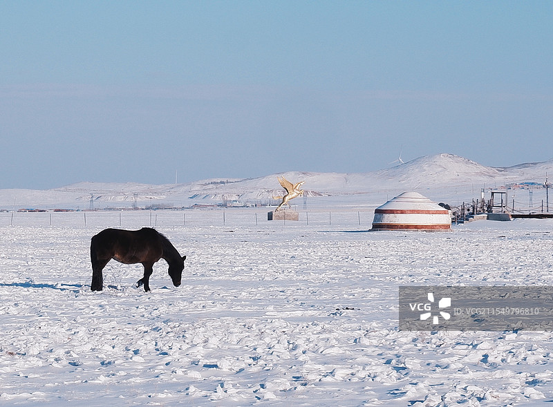 冬天的呼伦贝尔 蒙古包前马在雪中吃草图片素材