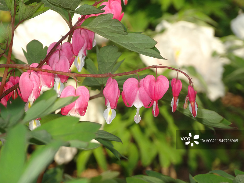 荷包牡丹图片素材