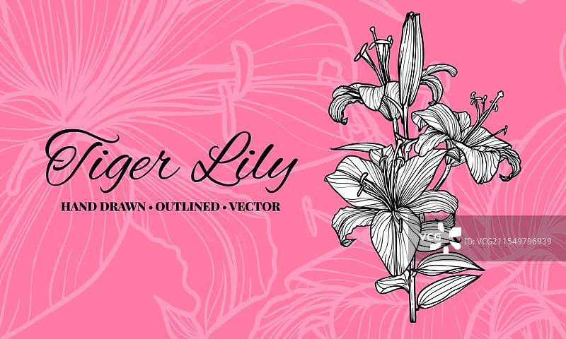 粉色背景上的虎百合花图片素材