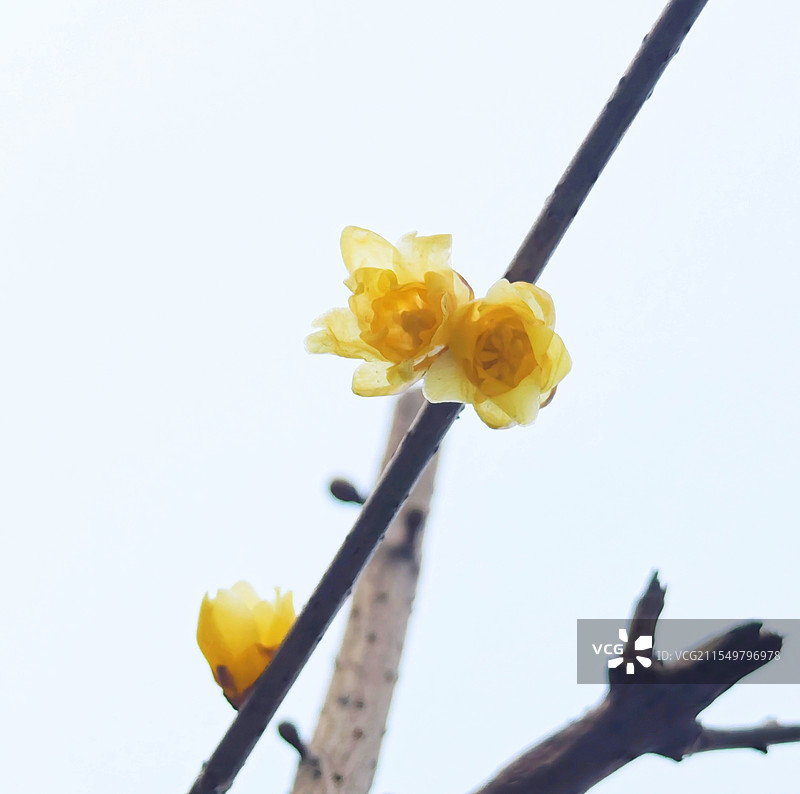 腊梅迎春1（北京月坛公园腊梅盛开）图片素材
