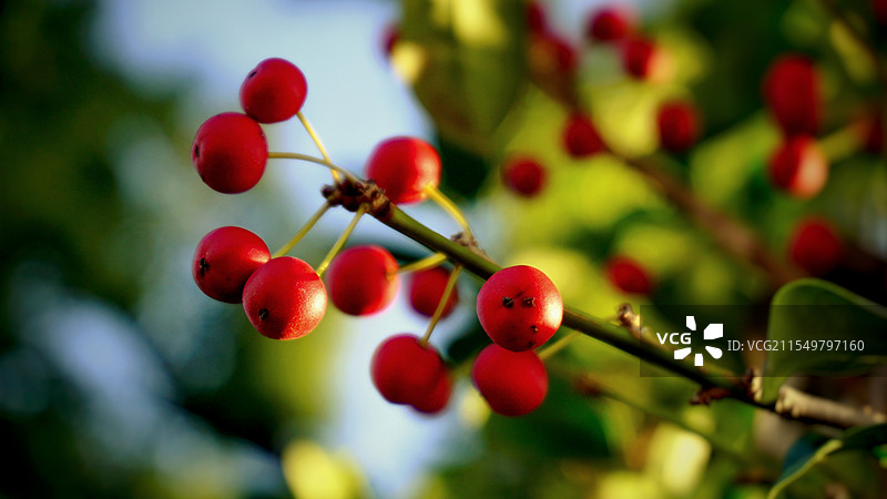 微距视角下的路边野果图片素材
