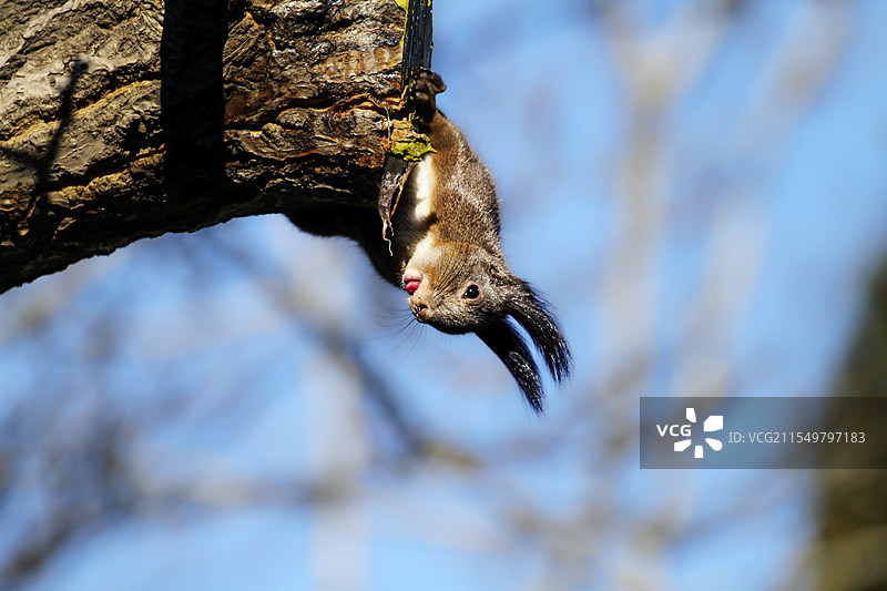 小松鼠图片素材