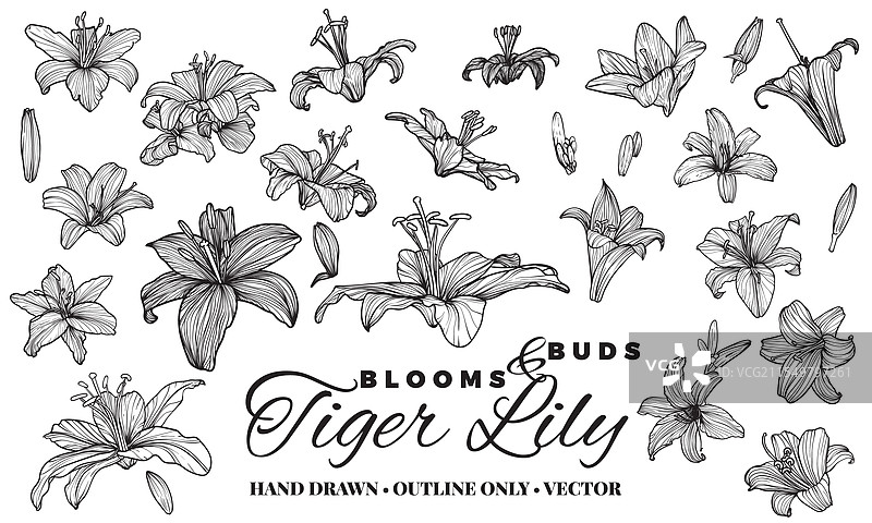 虎百合花朵的轮廓图片素材
