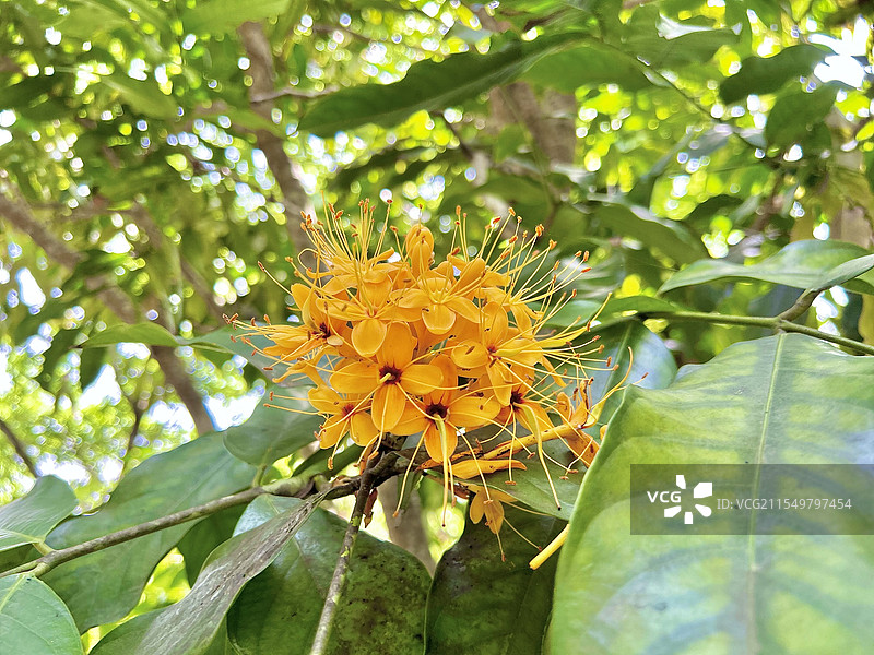 团结花图片素材