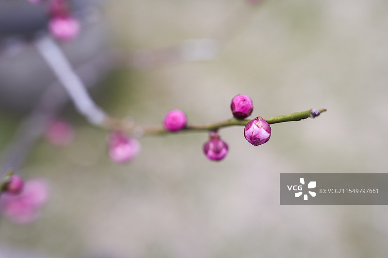 古猗园梅花厅里的梅花花苞图片素材
