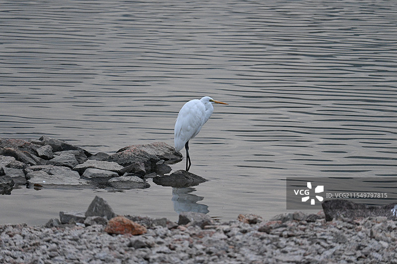 大白鹭图片素材