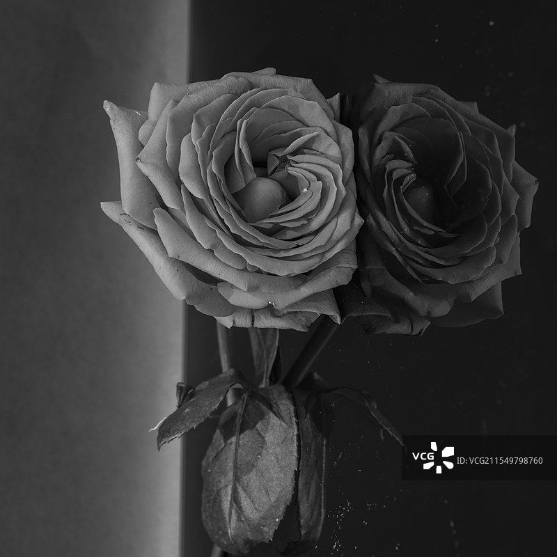 单色玫瑰花图片素材