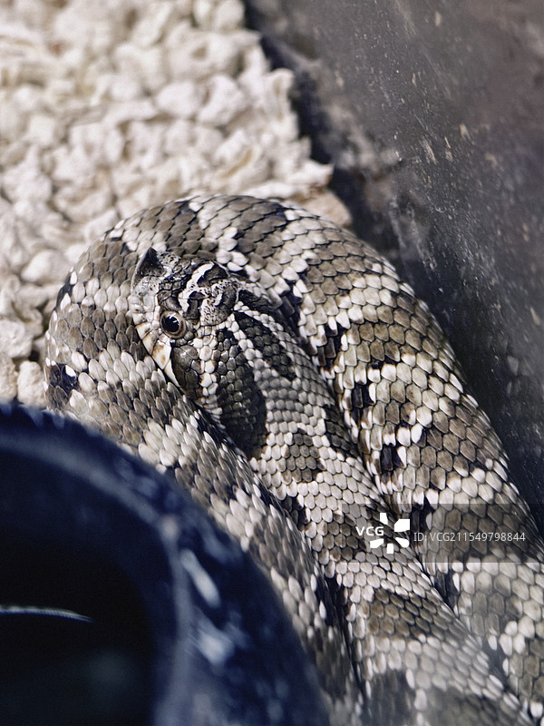 猪鼻蛇的特写镜头图片素材