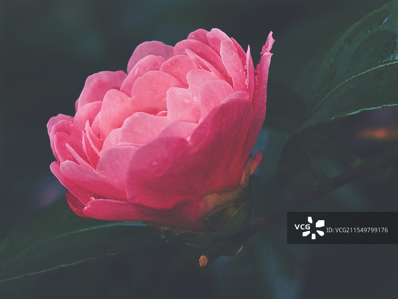 盛开的红色山茶花特写图片素材