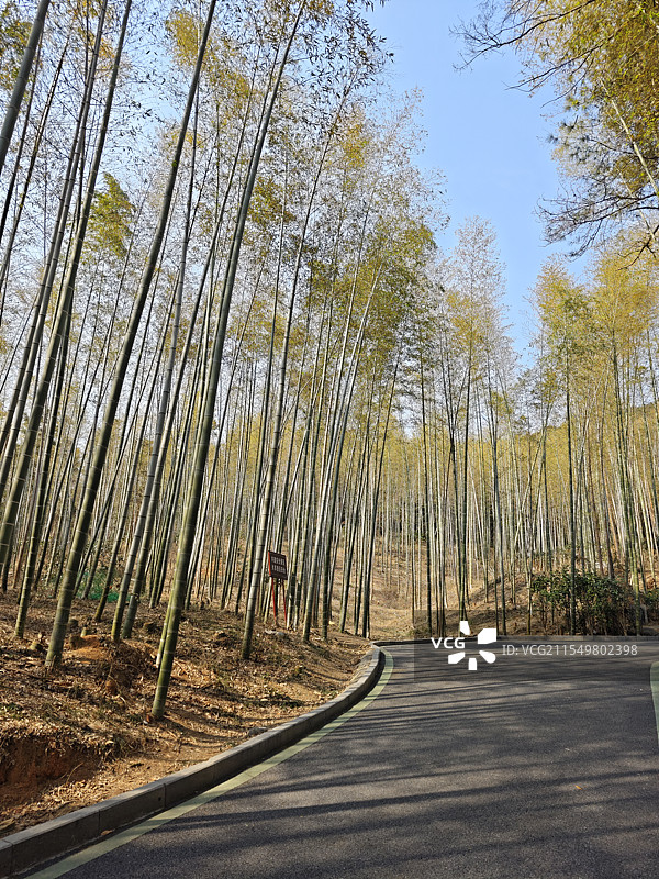 庐江冶父山森林公园图片素材