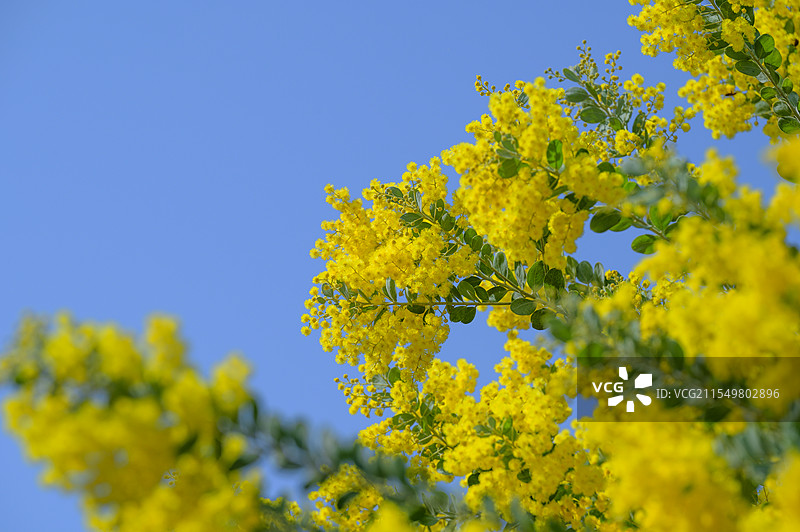 春天里的金合欢图片素材