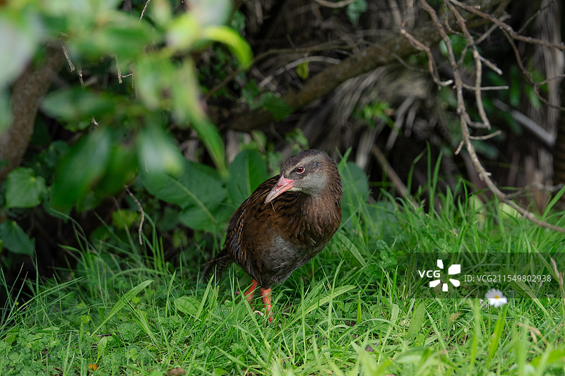树林里的秧鸡图片素材