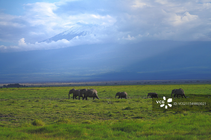 乞力马扎罗山下的象群图片素材