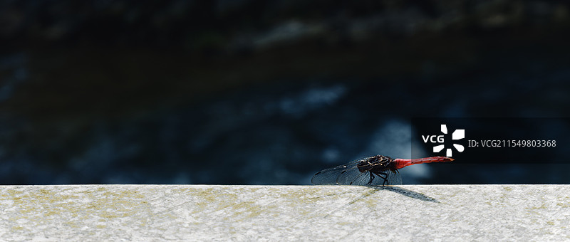 蜻蜓图片素材
