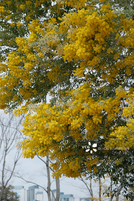 金合欢图片素材