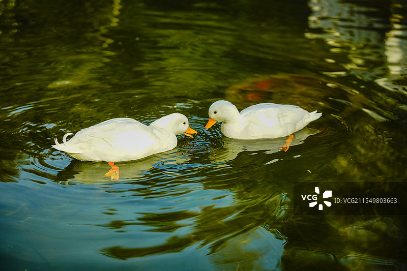 白鸭戏水图片素材