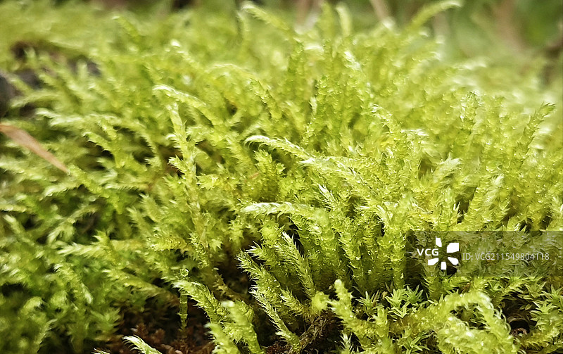 雨后灰藓，苔藓图片素材