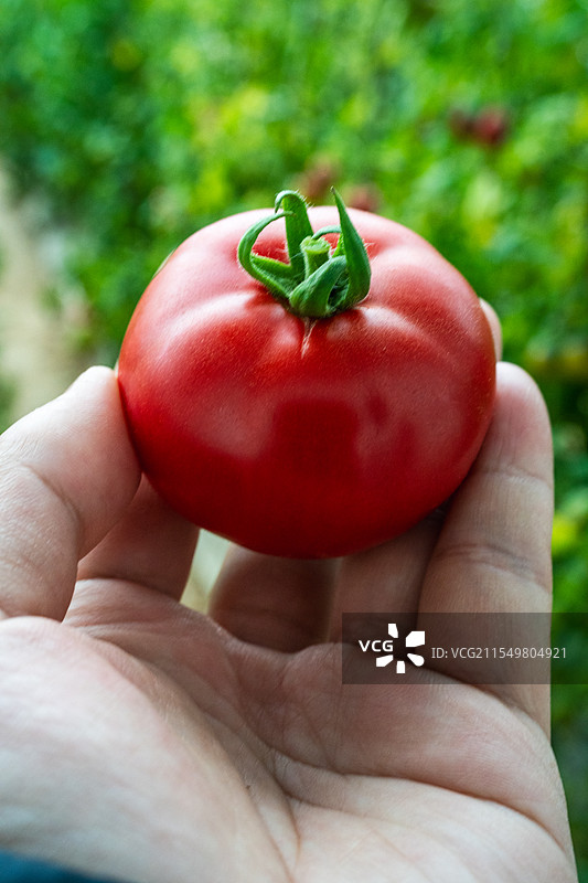 手拿西红柿的特写镜头图片素材