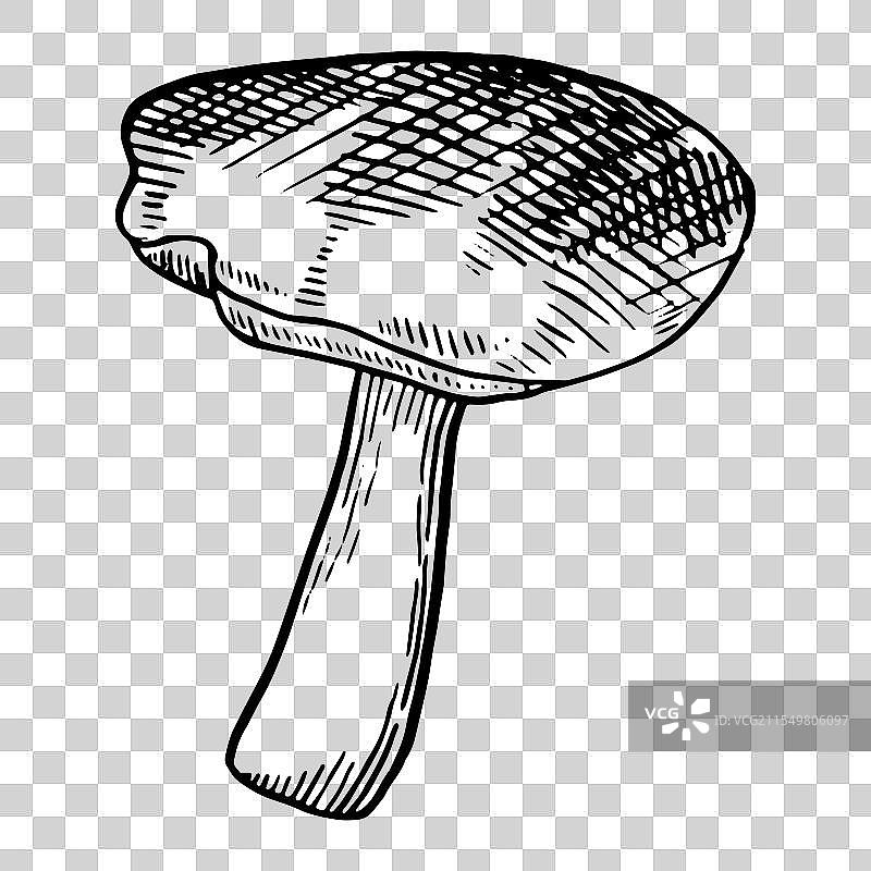 手绘蘑菇素描图片素材