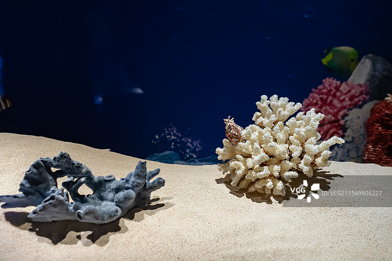 中国海洋生命主题，山东济南市博物馆，玻璃柜子里各种各样的色彩鲜艳的红珊瑚标本，室内无人图像摄影图片素材