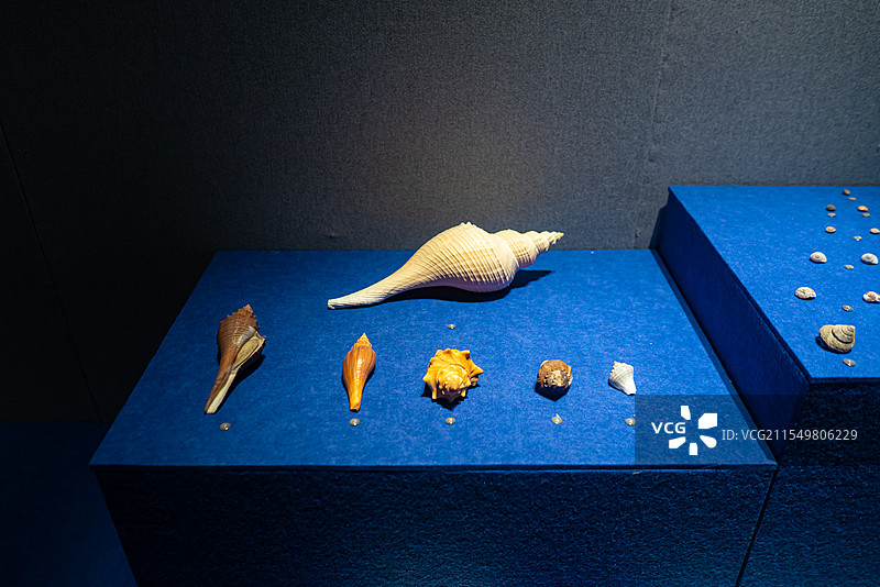 中国海洋生命主题，山东济南市博物馆，玻璃柜子各种各样海螺扇贝贝壳软体动物彩色的躯壳，室内无人图像摄影图片素材