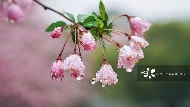 春雨后的海棠花图片素材