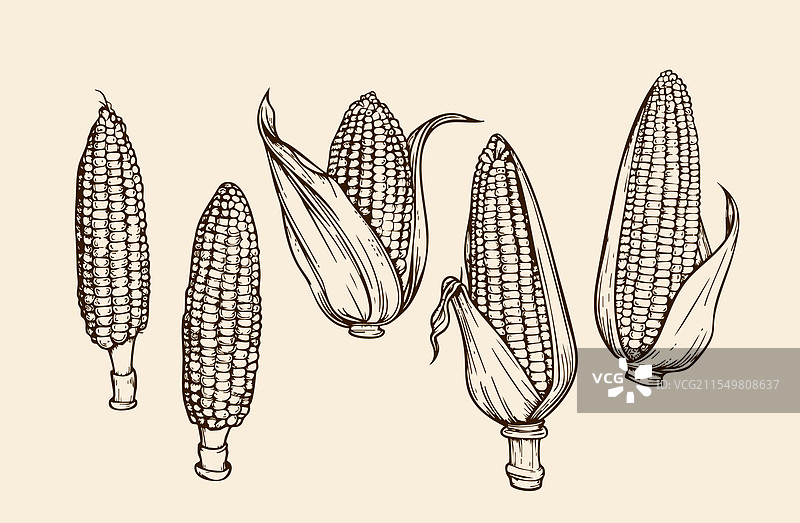 手绘玉米图片素材
