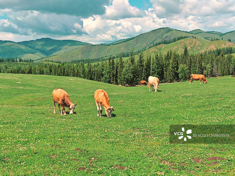 喀纳斯风光图片素材