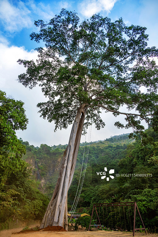 云南西双版纳基诺山雨林大树图片素材