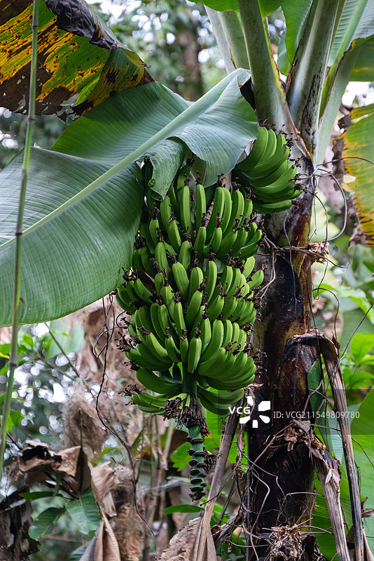 云南西双版纳基诺山雨林结果的芭蕉树图片素材