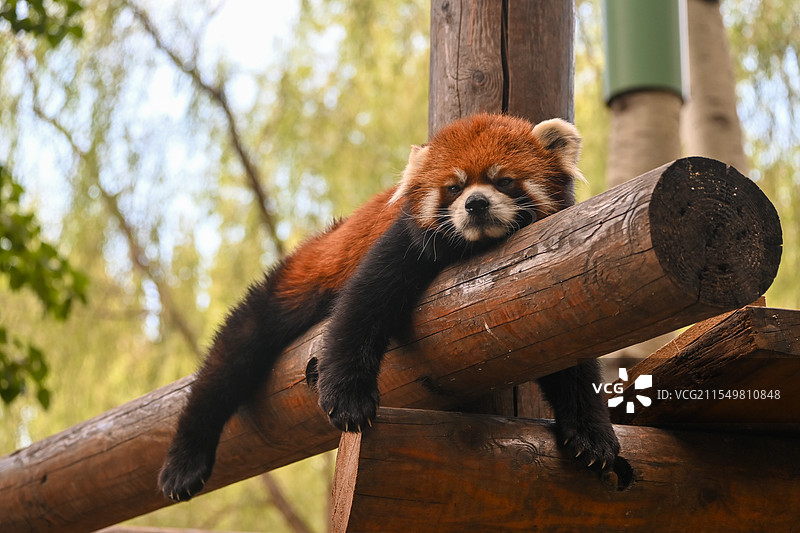 慵懒的小熊猫图片素材