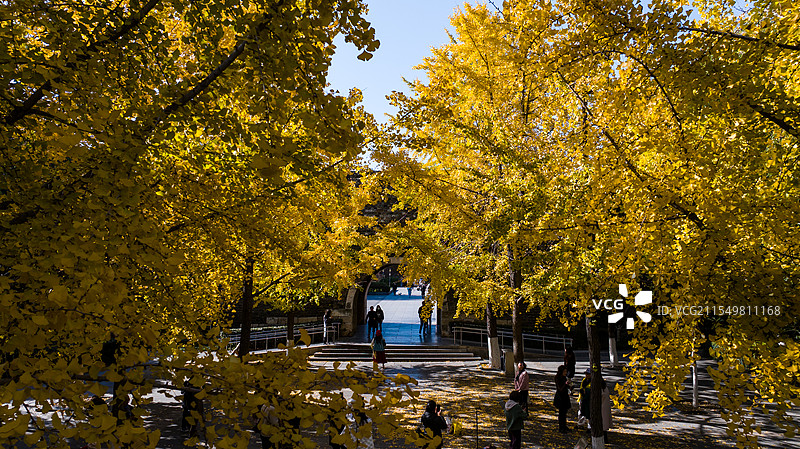 南京汉西门石城门明城墙公园银杏秋景图片素材