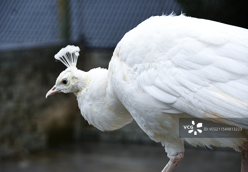 白孔雀图片素材