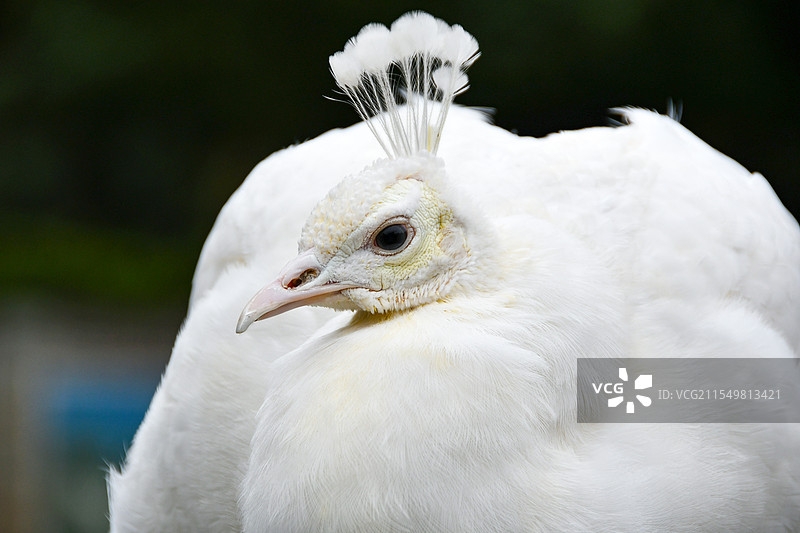 白孔雀图片素材