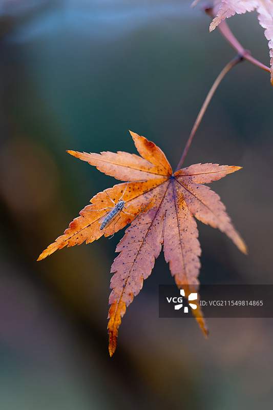 秋叶上的昆虫图片素材