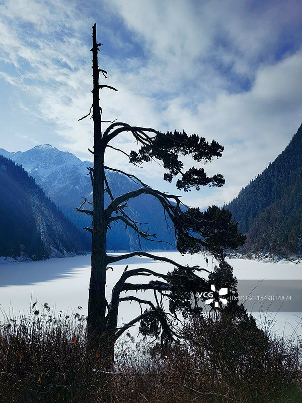 独树一帜图片素材