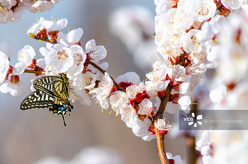 中国野生植物拍摄主题，春天的杏树和杏花上授粉的黑色彩色大蝴蝶，户外无人图像摄影图片素材