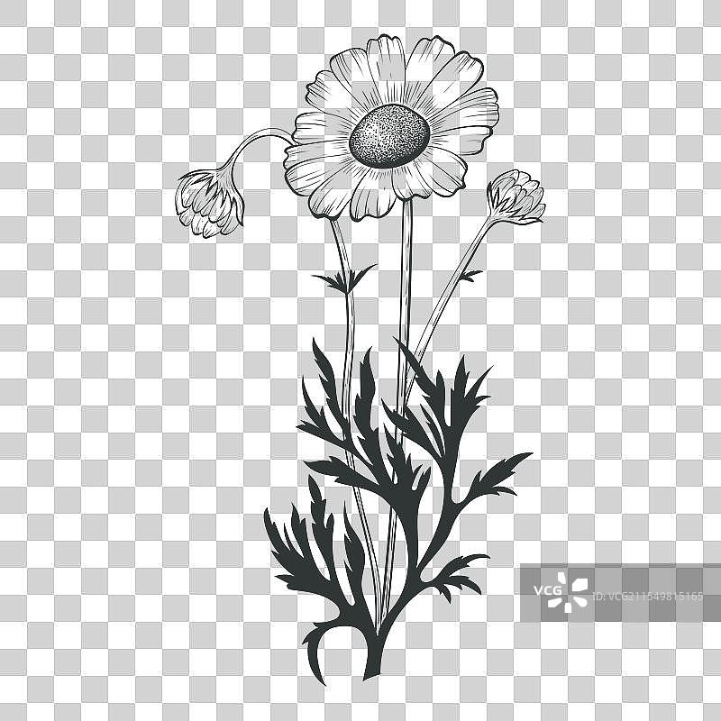 手绘的洋甘菊花轮廓图片素材