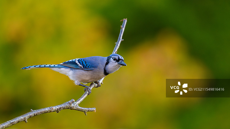 《冠蓝鸦》图片素材