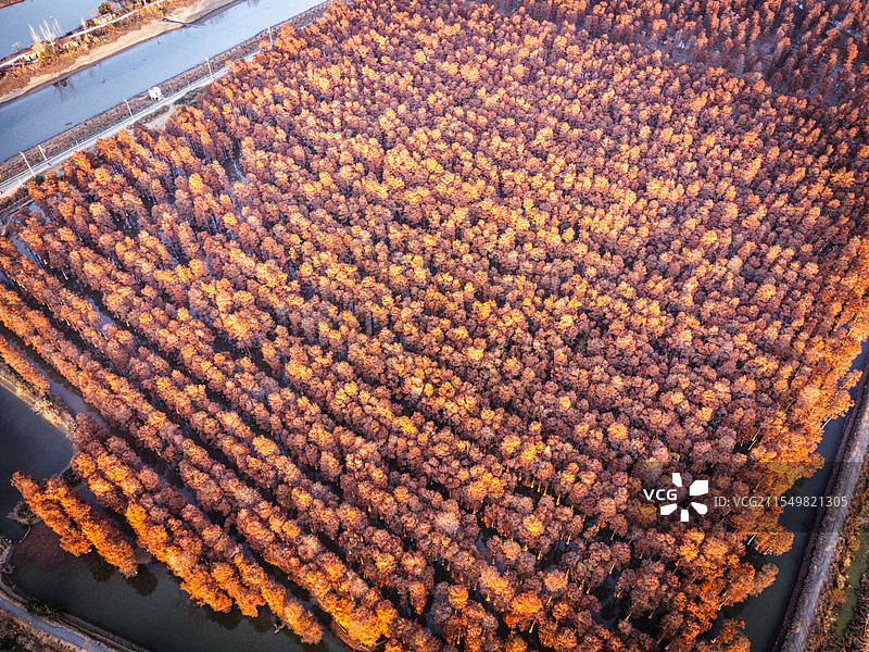 红杉林-湖北武汉涨渡湖林场图片素材