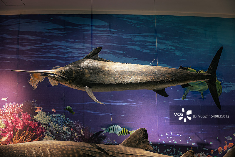 广西防城港博物馆蓝枪鱼标本图片素材
